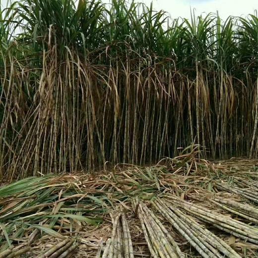 【七掌柜·西尼红糖】宫寒痛经，女子调经，月子红糖，女性的灵魂伴侣 商品图7