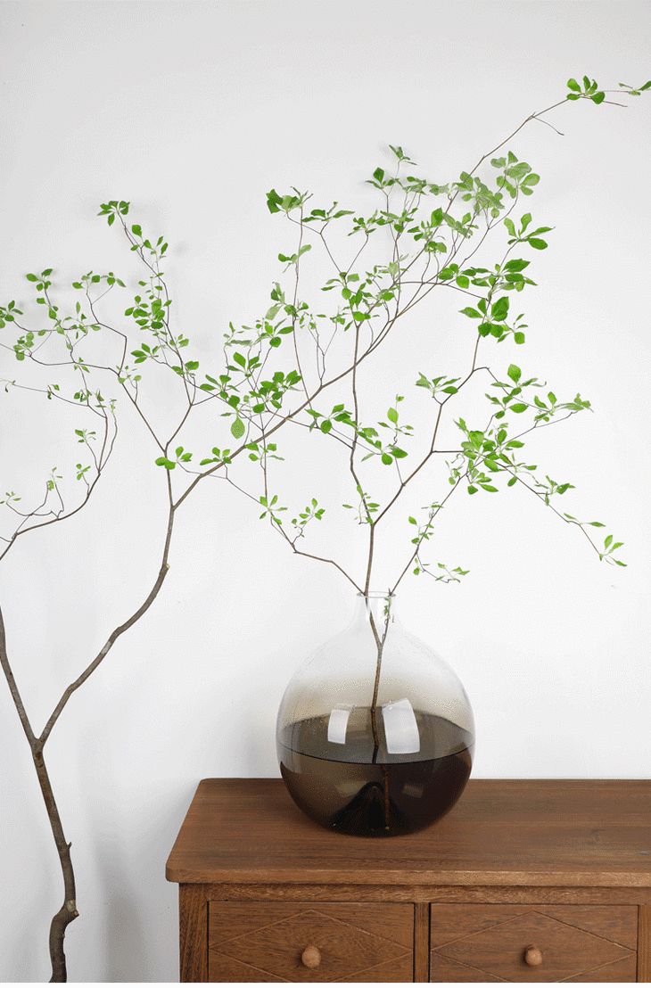 顺丰到付日本吊钟5枝多种尺寸可选