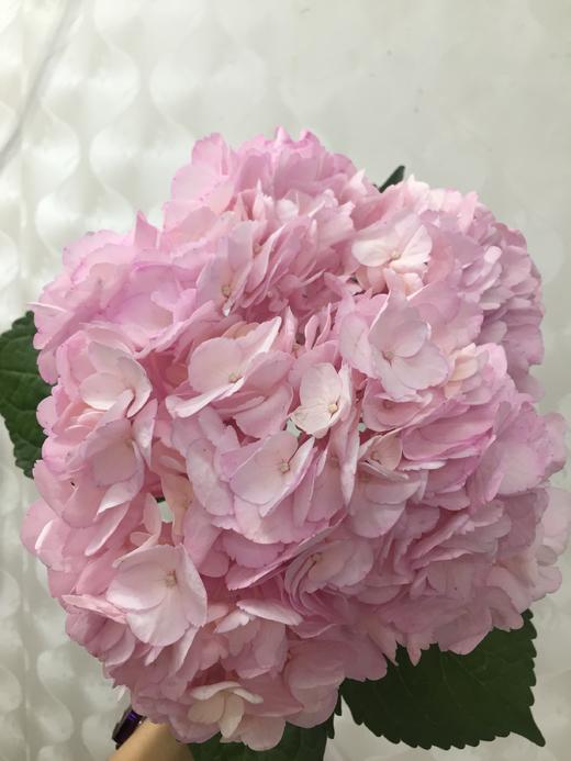 【哥伦比亚】绣球  单枝  多色可选 商品图10