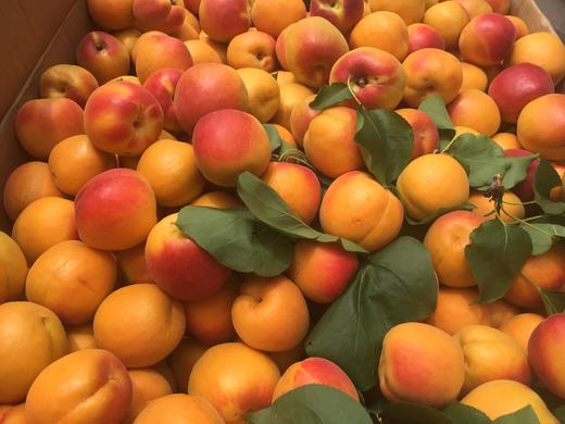 特惠崂山水蜜杏香甜如蜜一口爆汁橙底红晕个大均匀色彩诱人水分充足