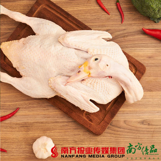 【珠三角包邮】台山豆香鸭 3-4斤/ 只（9月19日到货） 商品图1