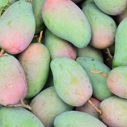 【产地现摘发货】广西百色小金煌芒果新鲜当季水果生熟两吃