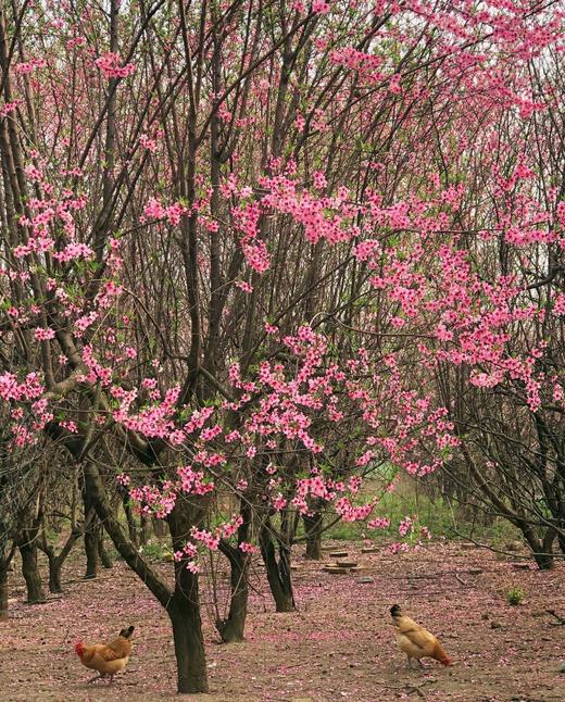 【纯野生 白天逮不住】后湖农场纯正散养桃花土鸡 不喂饲料 提前一天预定 商品图0