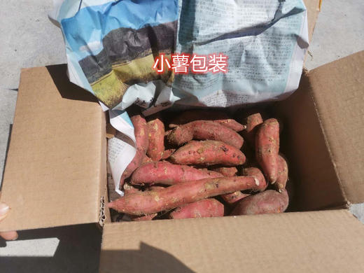 福建六鳌沙地蜜薯 软糯香甜 红心地瓜  红薯番薯 商品图6