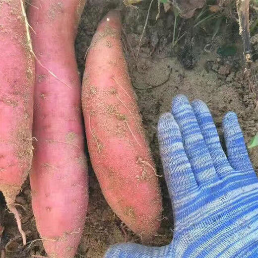 福建六鳌沙地蜜薯 软糯香甜 红心地瓜  红薯番薯 商品图3