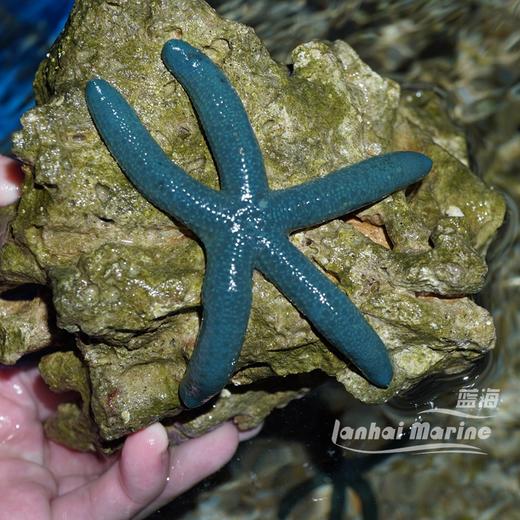 蓝海星 商品图2