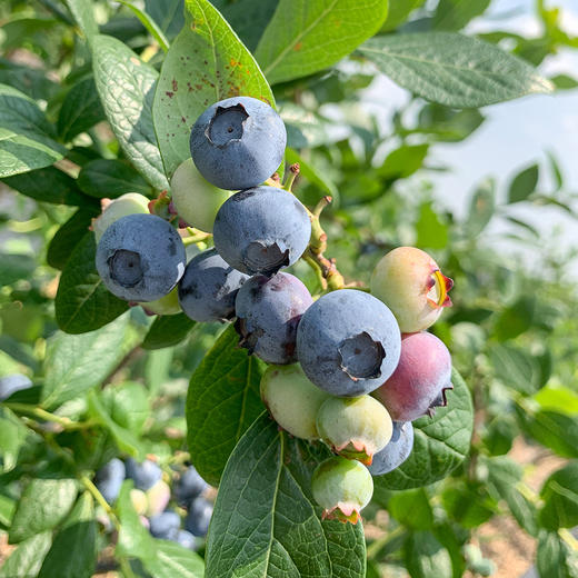 山东露天山地蓝莓世界粮食及农业组织推荐的五大健康水果之一