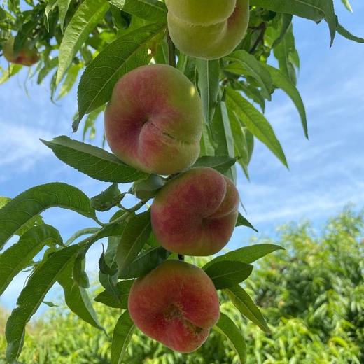 陕西大荔蟠桃 4.5-5斤(约24-32个)