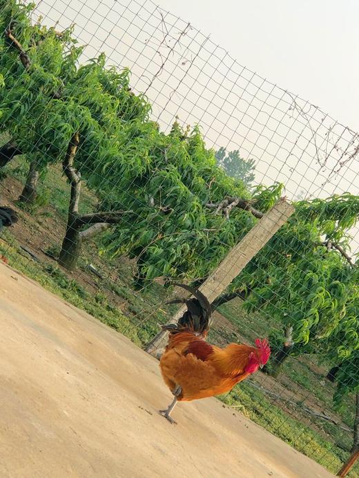 【纯野生 白天逮不住】后湖农场纯正散养桃花土鸡 不喂饲料 提前一天预定 商品图4