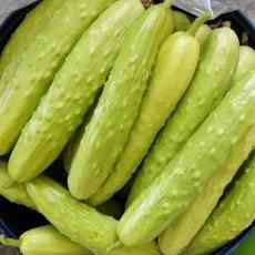 景宁有机种植白黄瓜2斤