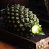 生态甜蜜蜜凤梨 | 合作生产*Eco-sweet pineapple | Coproduction 商品缩略图6
