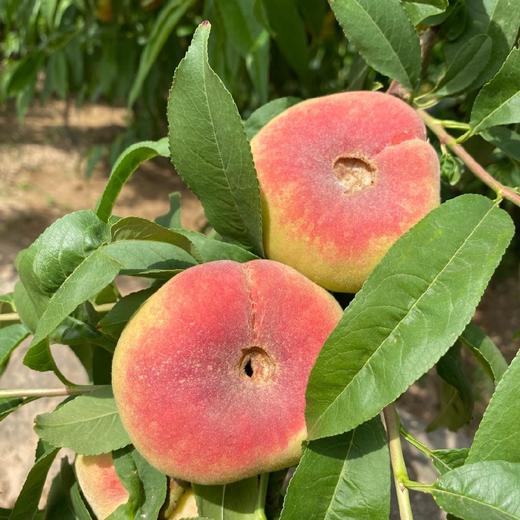 陕西大荔蟠桃 4.5-5斤(约24-32个)