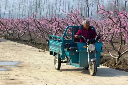 【纯野生 白天逮不住】后湖农场纯正散养桃花土鸡 不喂饲料 提前一天预定 商品图5