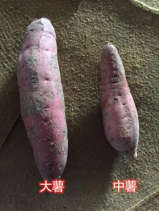 福建六鳌沙地蜜薯 软糯香甜 红心地瓜  红薯番薯 商品图7