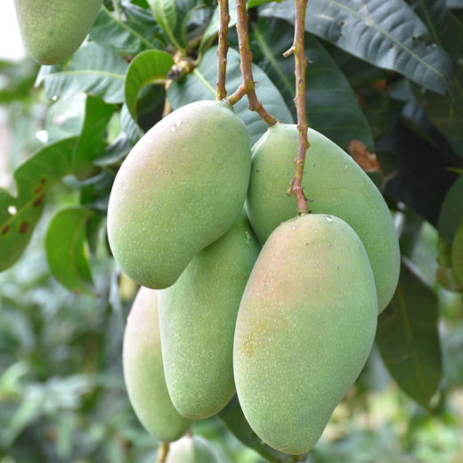 【产地现摘发货】广西百色小金煌芒果新鲜当季水果生熟两吃