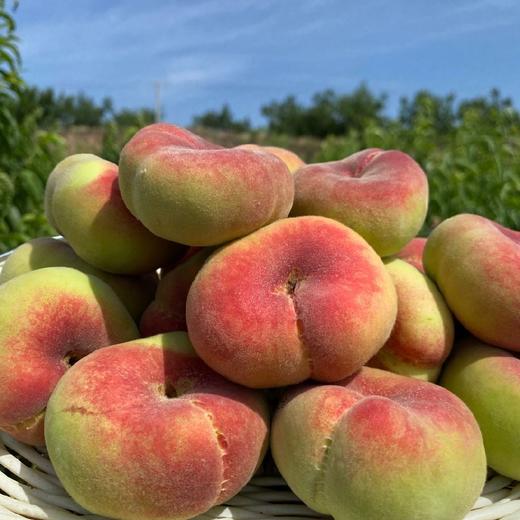 陕西大荔蟠桃 4.5-5斤(约24-32个)