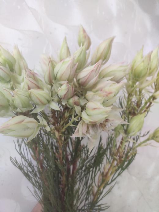 进口新娘花白色5支扎