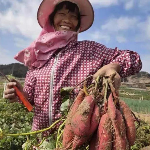 福建六鳌沙地蜜薯 软糯香甜 红心地瓜  红薯番薯 商品图2