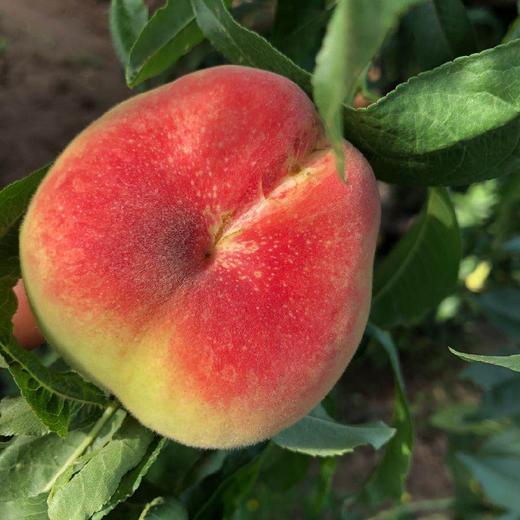 陕西大荔蟠桃 4.5-5斤(约24-32个)