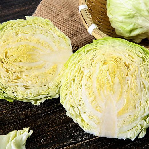 【城·食配】圆白菜 约1.75斤 商品图1