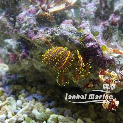 斑节羽毛星 商品图3