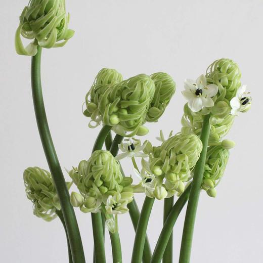 【读本鲜花】天鹅绒-伯利恒之星10支特惠 49元 - 丽江读本