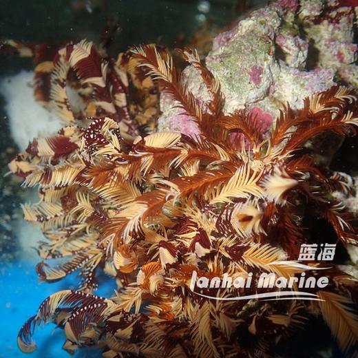 斑节羽毛星 商品图6