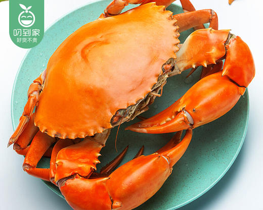 鲜活孟加拉野生红膏鲟/1份(2只,共约300g)