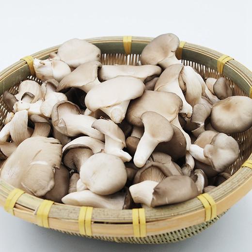 【城·食配】秀珍菇 1袋/300克 商品图1