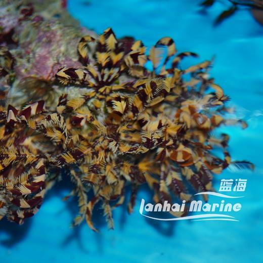 斑节羽毛星 商品图7