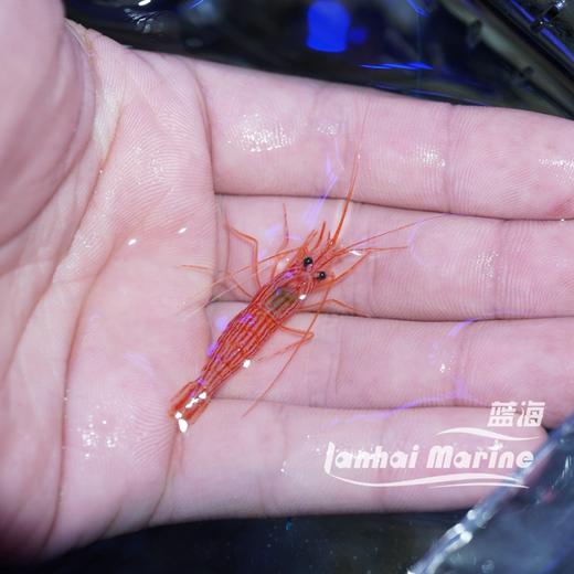 国产薄荷虾（除垃圾葵） 商品图2