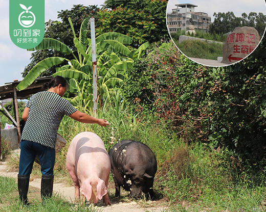 厦门振坤记同安封肉（冷冻）/1包（400g）生产日期：26年2月 商品图4