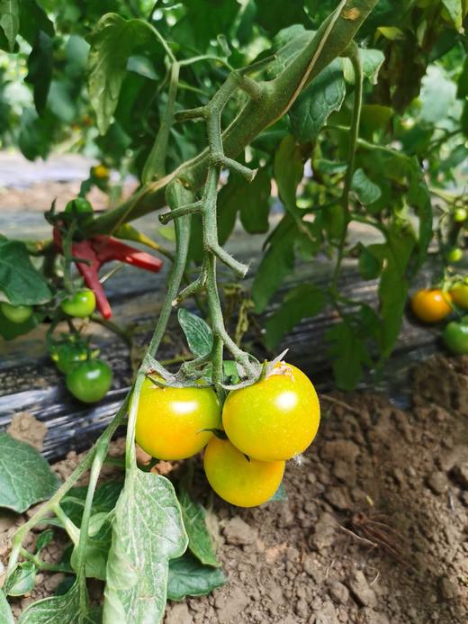 黄莺番茄500g 商品图0