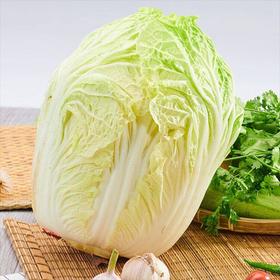 【城·食配】大白菜 1颗/份/4.25斤