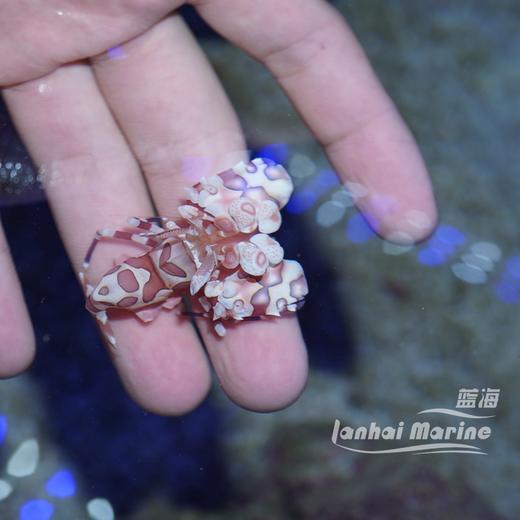 小丑虾 商品图2