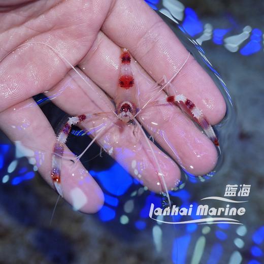 美人虾 商品图2