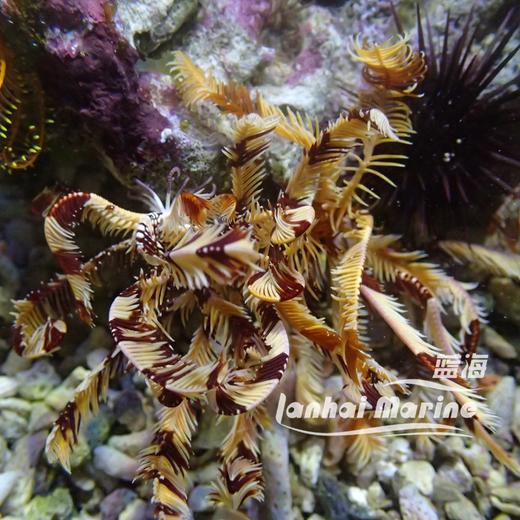 斑节羽毛星 商品图4