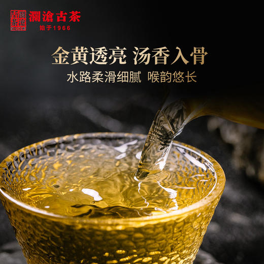 澜沧古茶2020年腊古袖景迈古树小雀嘴尖金瓜明前春茶普洱茶生茶666g/个 商品图2