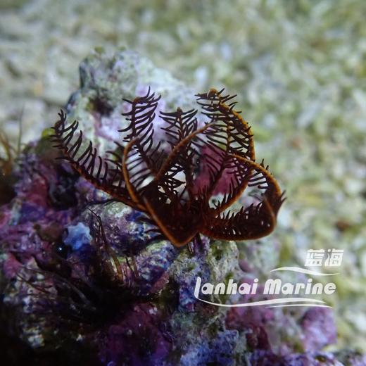 斑节羽毛星 商品图2