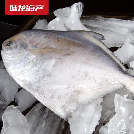 1903陆龙东海冷冻鲳鱼500g/3-4条 商品图3