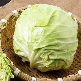 【城·食配】圆白菜 约1.75斤