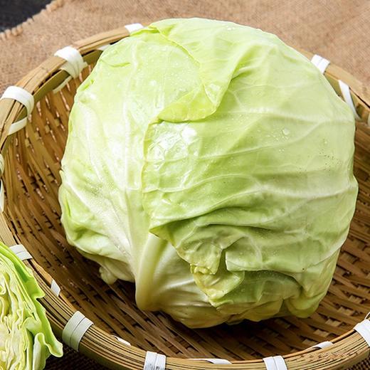 【城·食配】圆白菜 约1.75斤 商品图0