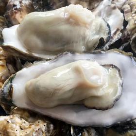 【同城配送】当季肥生蚝4-5两/个中大个❗