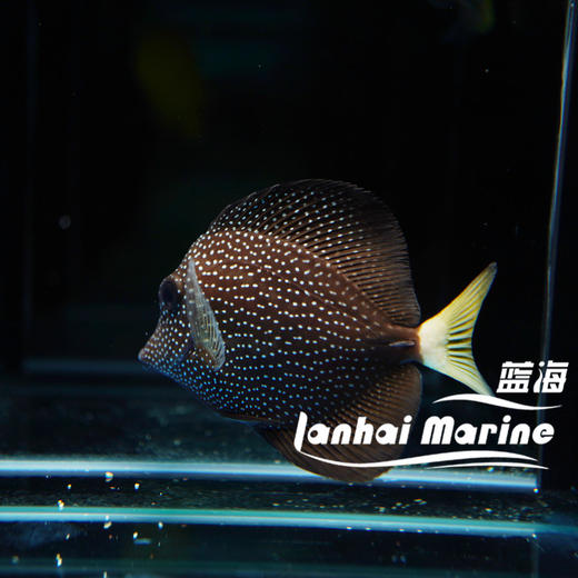 南非珍珠吊 商品图1
