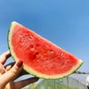 【6月9日上午9点下架】东台甘美4K红肉西瓜 单个装（ 7.5-8.5斤） 商品缩略图4
