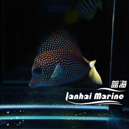 南非珍珠吊 商品图3