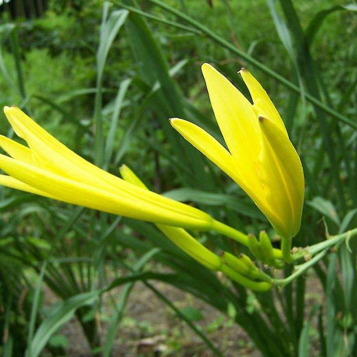 【新鲜黄花菜500g】