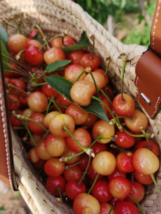 生态樱桃 酸甜可口风味十足 通过283项农残检测 多品种 顺丰包邮|百里食 商品图9