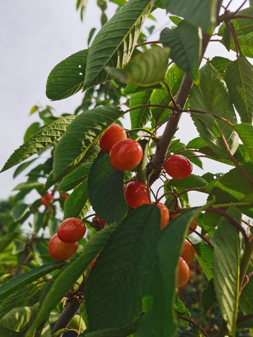 生态樱桃 酸甜可口风味十足 通过283项农残检测 多品种 顺丰包邮|百里食 商品图4