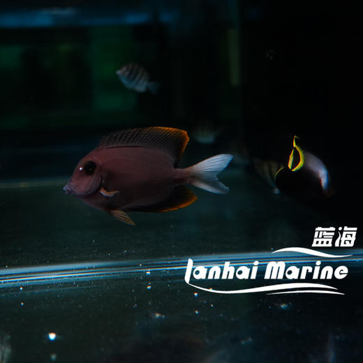 火箭吊 商品图1